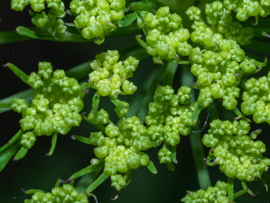 Katapsuxis silaifolia (=Cnidium silaifolium) / Carvifoglio dei boschi